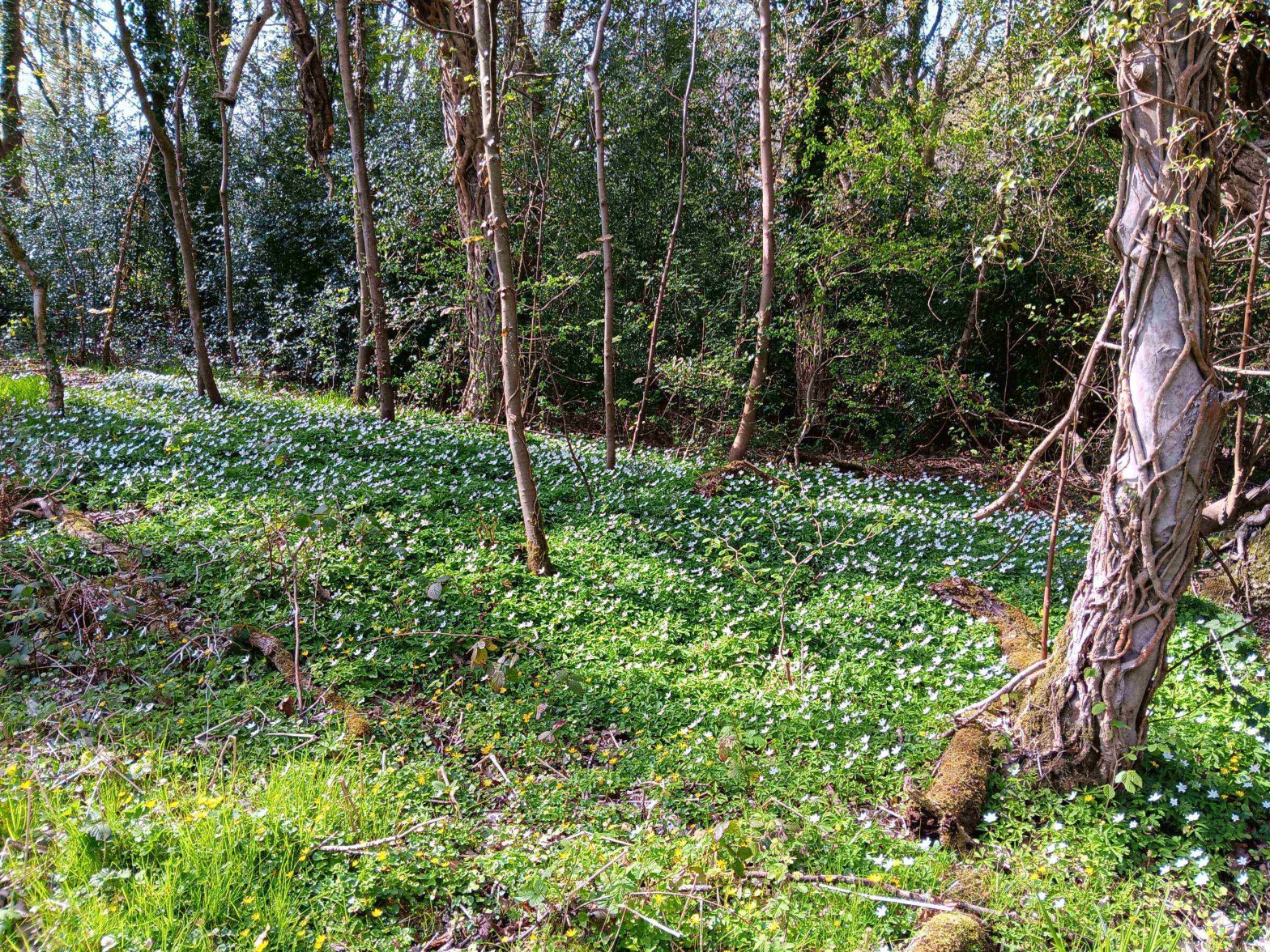 A bed of small white flowers in a woodland