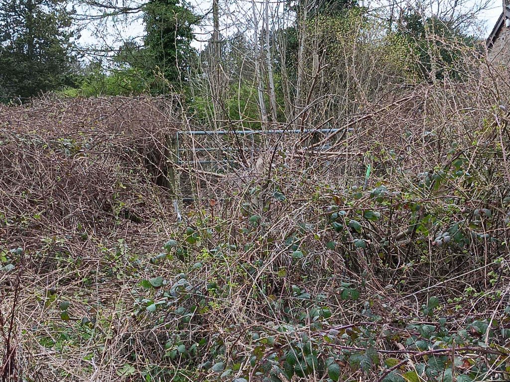 A metal gate barely visible behind a wall of brambles.