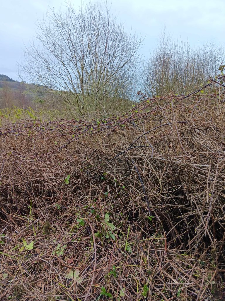 A close up of thick brambles.