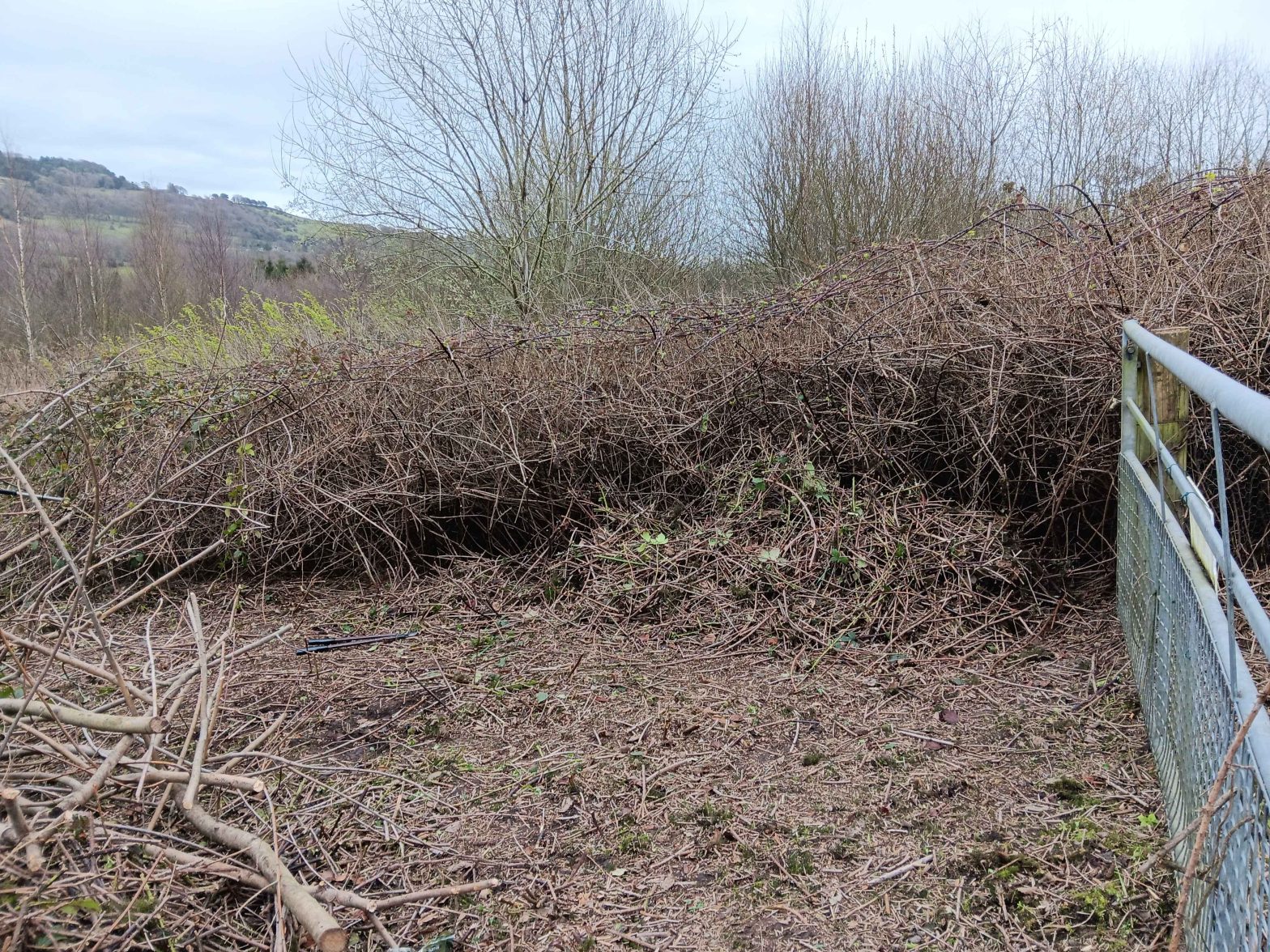 An open metal gate with a small cleared area in the gateway and dense brambles beyond.