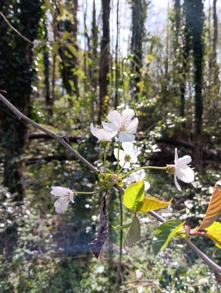 White cherry blossom in the foreground, tall tress in the background.
