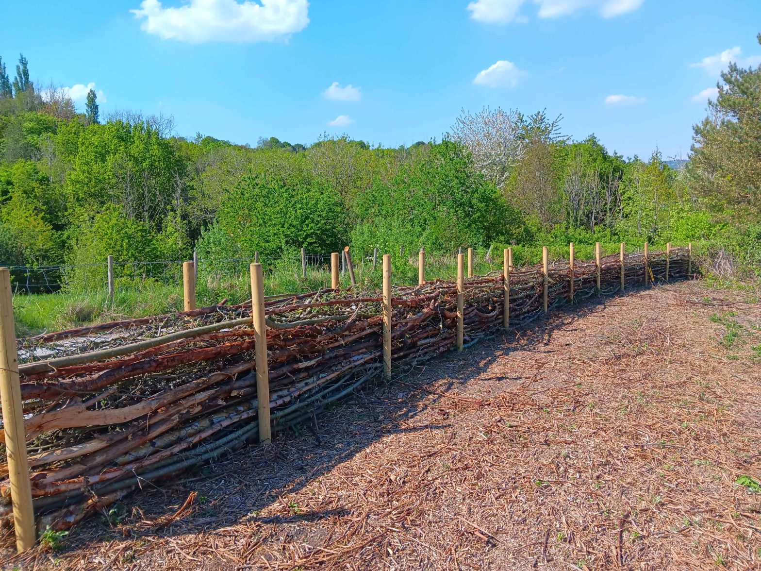 The length of dead hedge with trees and blue sky above and bare earth below.