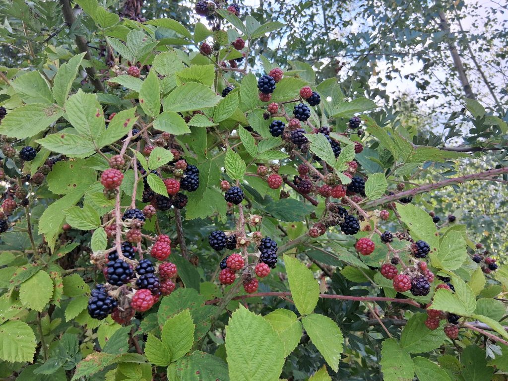 Brambles loaded with blackberries, some unripered ones and other ripe black ones