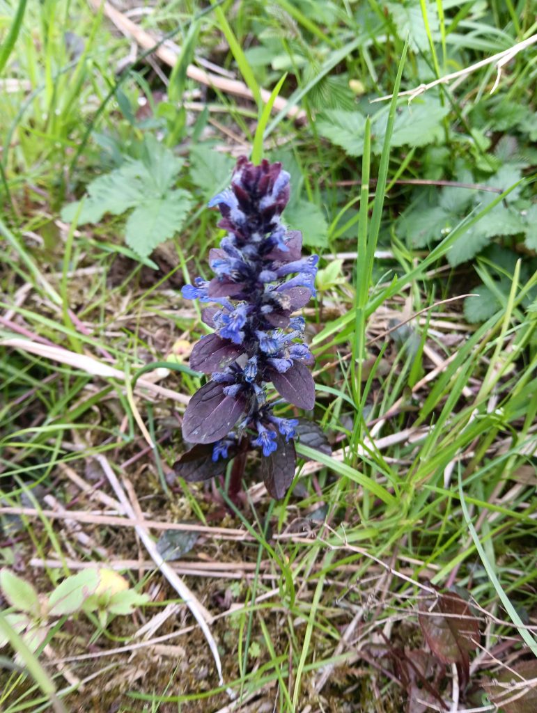 Purple cone-shaped cluster of petals growing on the ground