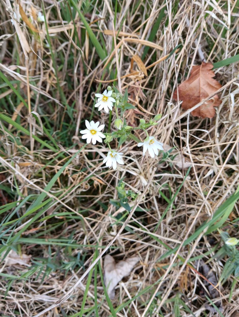 4 tiny white flowers with yellow centres growing among brown grass.