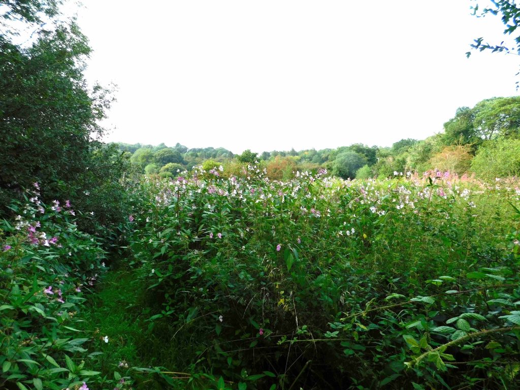 A large area of Himalayan balsam flowers on tall stems, probably almost as tall as the photographer