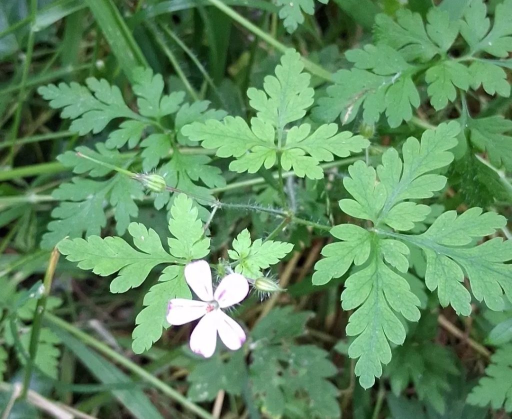 small white flower with 5 petals, surrounded by fancy-shaped leaves