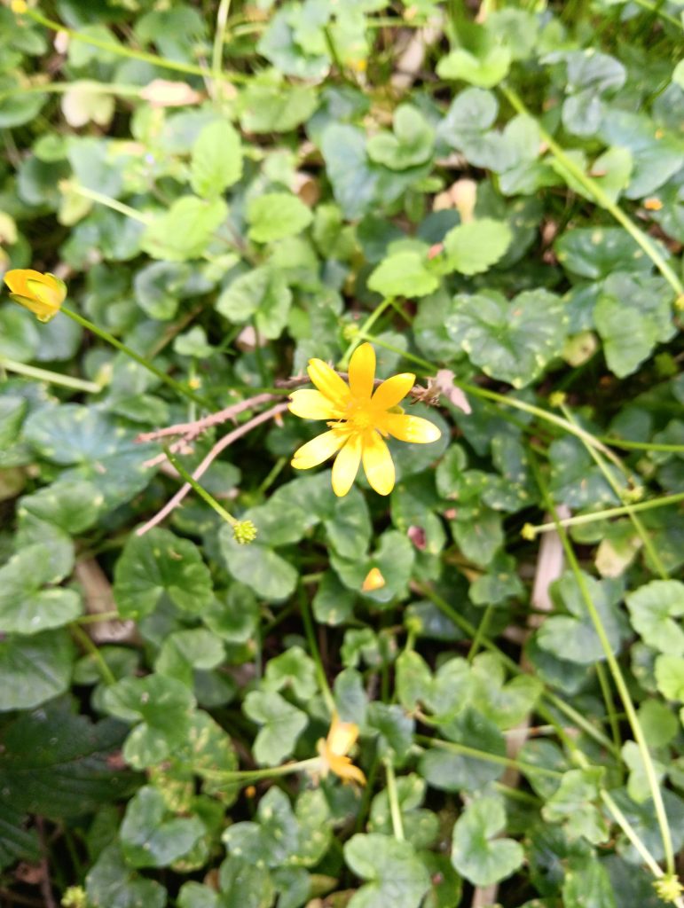 small yellow flower with 8 petals surrounded by small green leaves