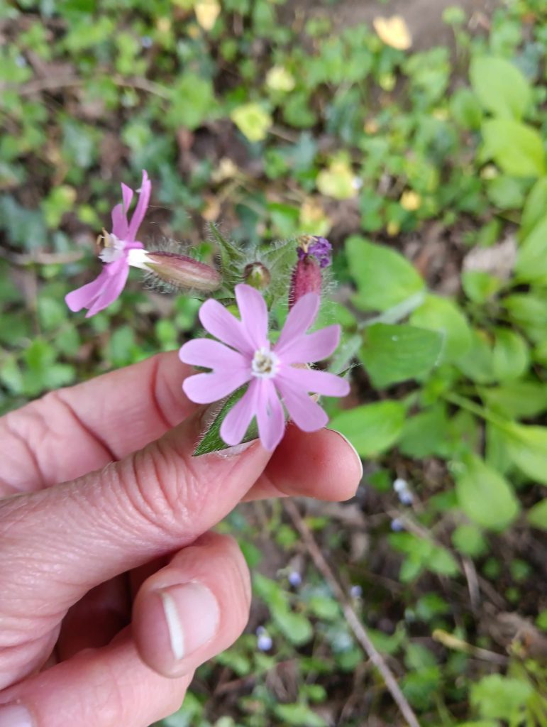 small pink flower with 10 petals (5 pairs). I hand is holding this flower although it is still growing