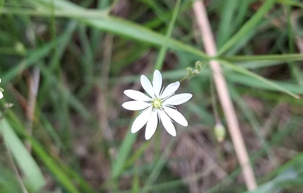 Small white flower with 10 petals