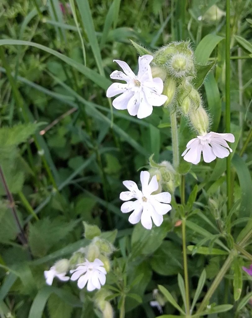 4 small white flowers