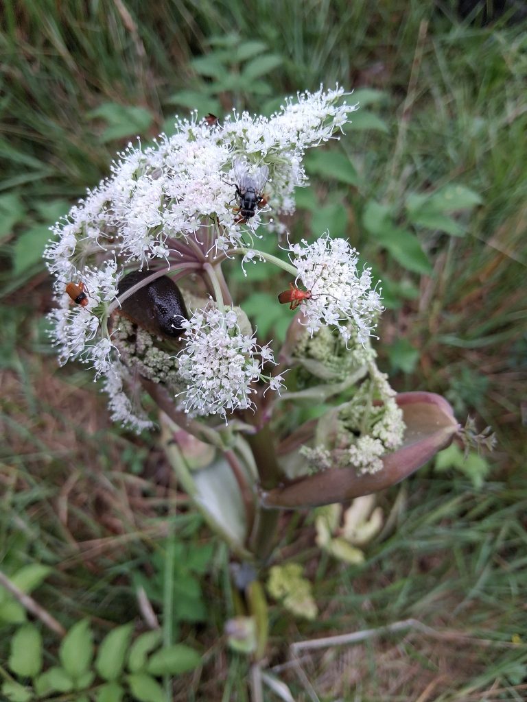 clusters of tiny petals in bunches on a thick stem. THere are insects and a slug on the flowers