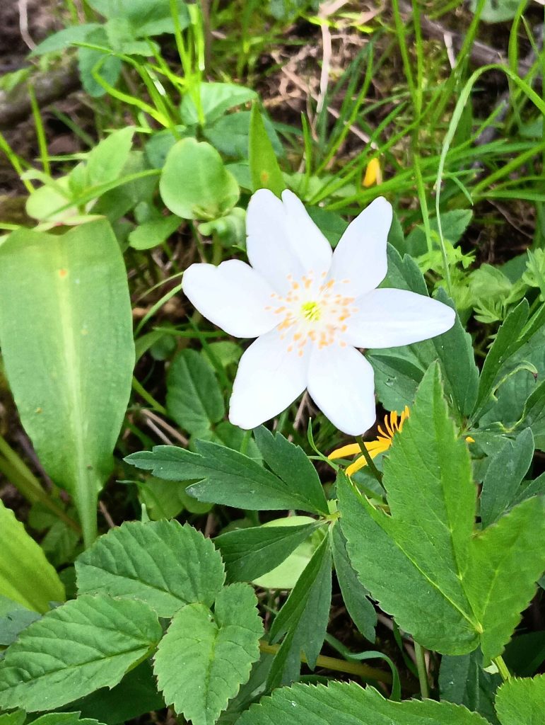 white flower with 6 petals