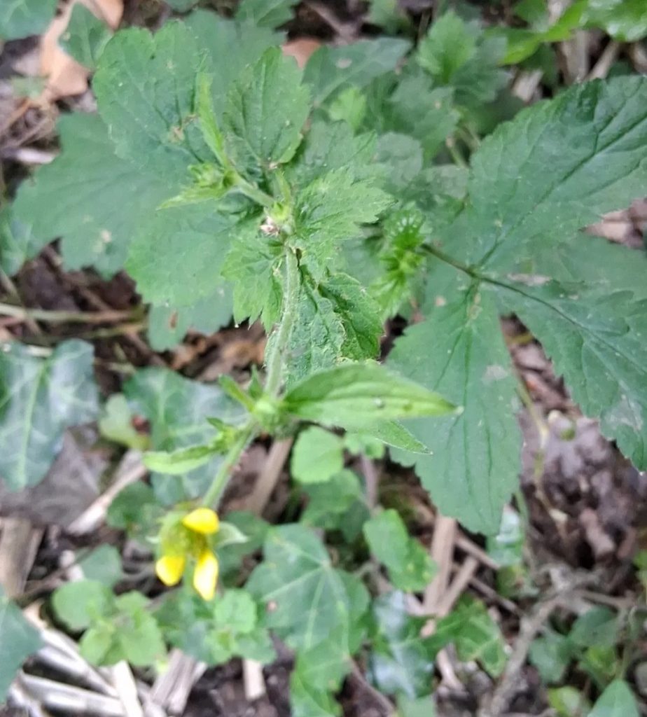 tiny yellow flower next to large leaves