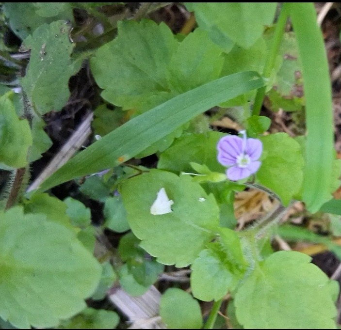 tiny lilac coloured flower next to bigger green leaves