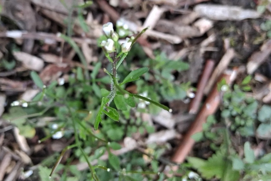 tiny white flowers and small leaves, with a brown woodchip background