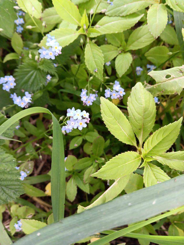 tiny pale lilac flowers with yellow centres