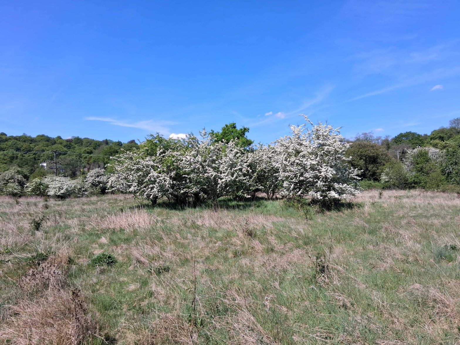 A large field of rough grass, with flowering hawthorn trees in the centre, a large hedge in the background, and a bright blue sky