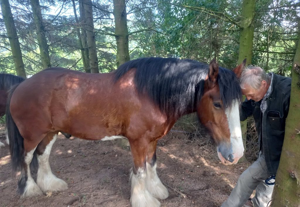 Boston a large brown Clydesdale horse is standing in a shaded woodland with a man standing beside him, partially hidden by a tree. The horse and man have their heads touching