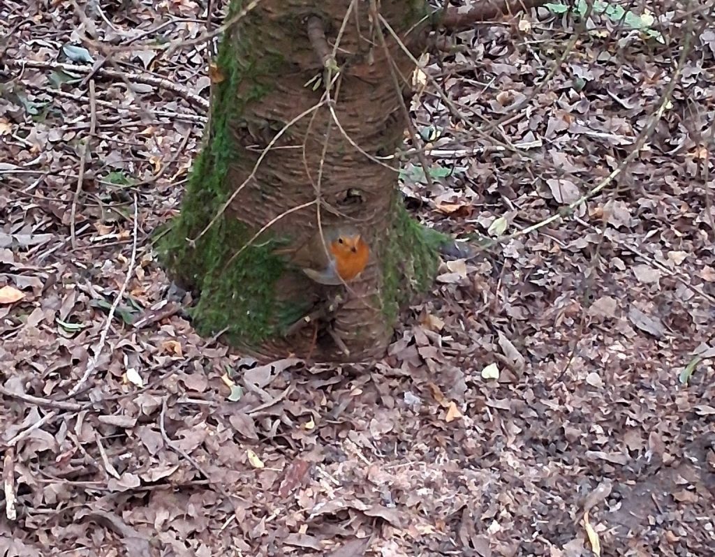 A robin sits on a twig at the base of a tree.