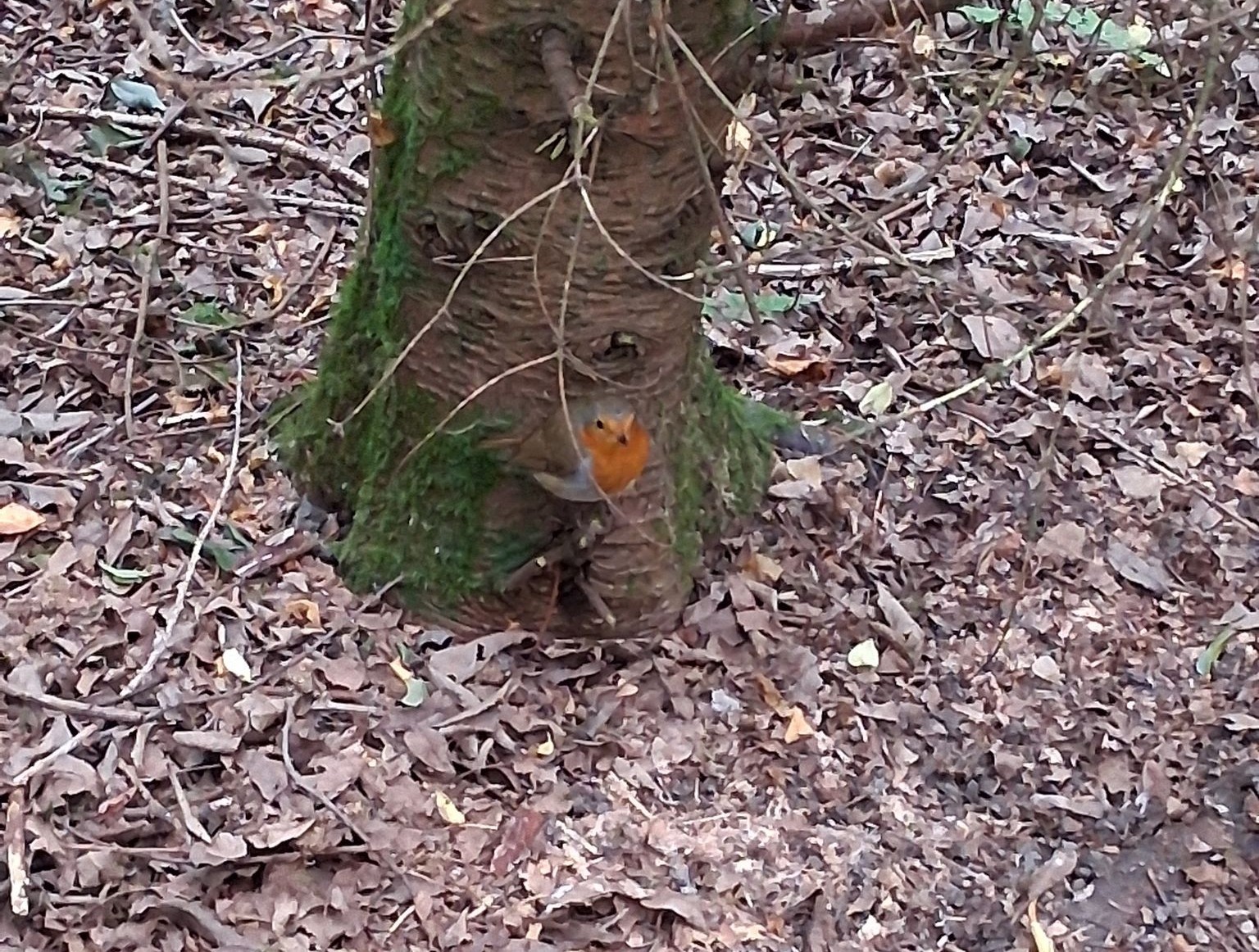 A robin sitting on a twig at the base of a tree