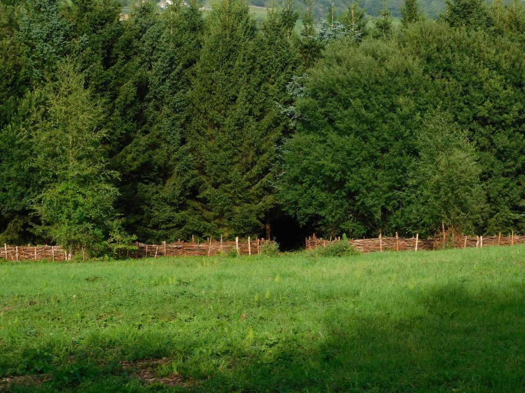 Tall conifers in the background, grassland in the foreground, woven branch dead hedge between them