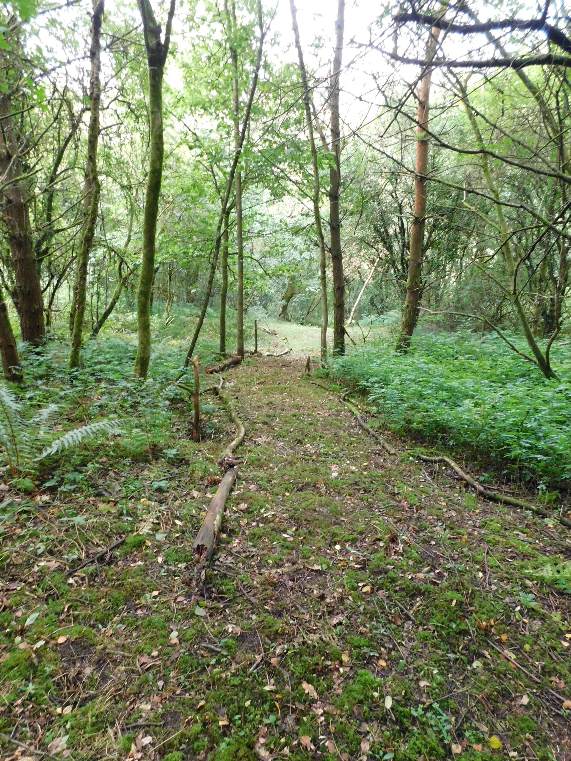 A cleared path through the woods, edged with fallen branches. trees and undergrowth either side of the path