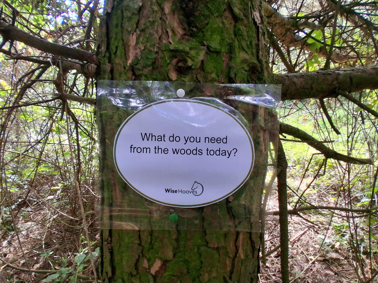 An oval sign pinned to a tree trunk reads "What do you need from the woods today?". WiseHooves logo below the text.