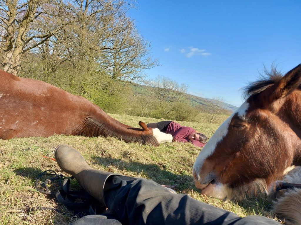 Two horses and two people lying down in a field. A large brown horse is lying on his side with a person lying on the ground by his head. Another sleepy horse's head is visible to the edge of the image, with a person's legs next to it.